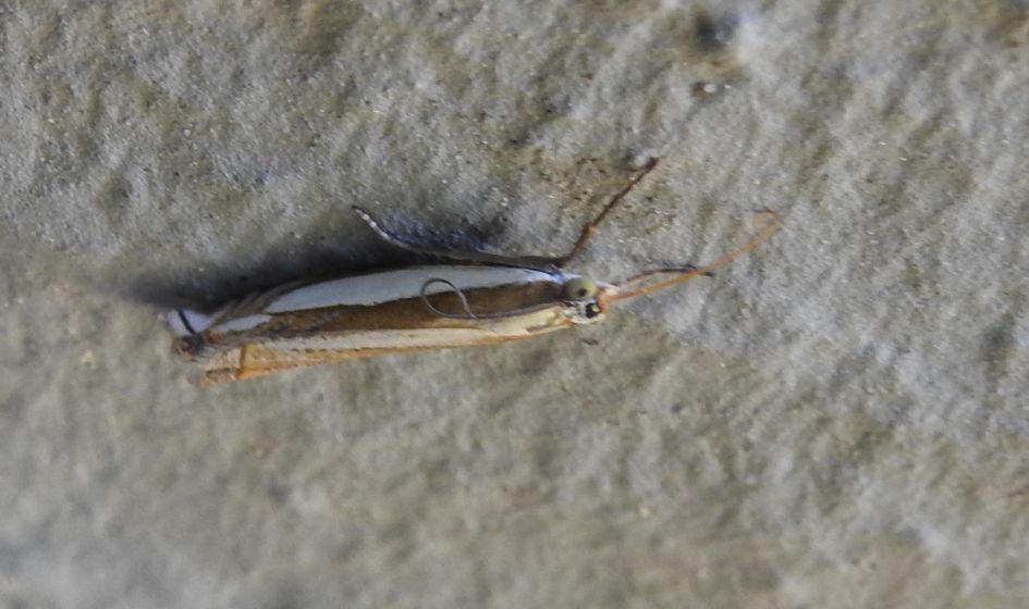 Welke microvlinder is dit?