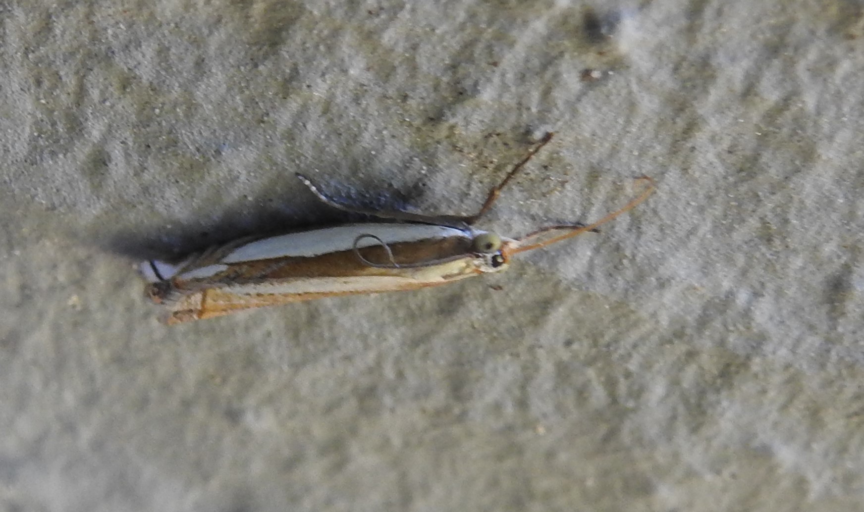 Welke microvlinder is dit?