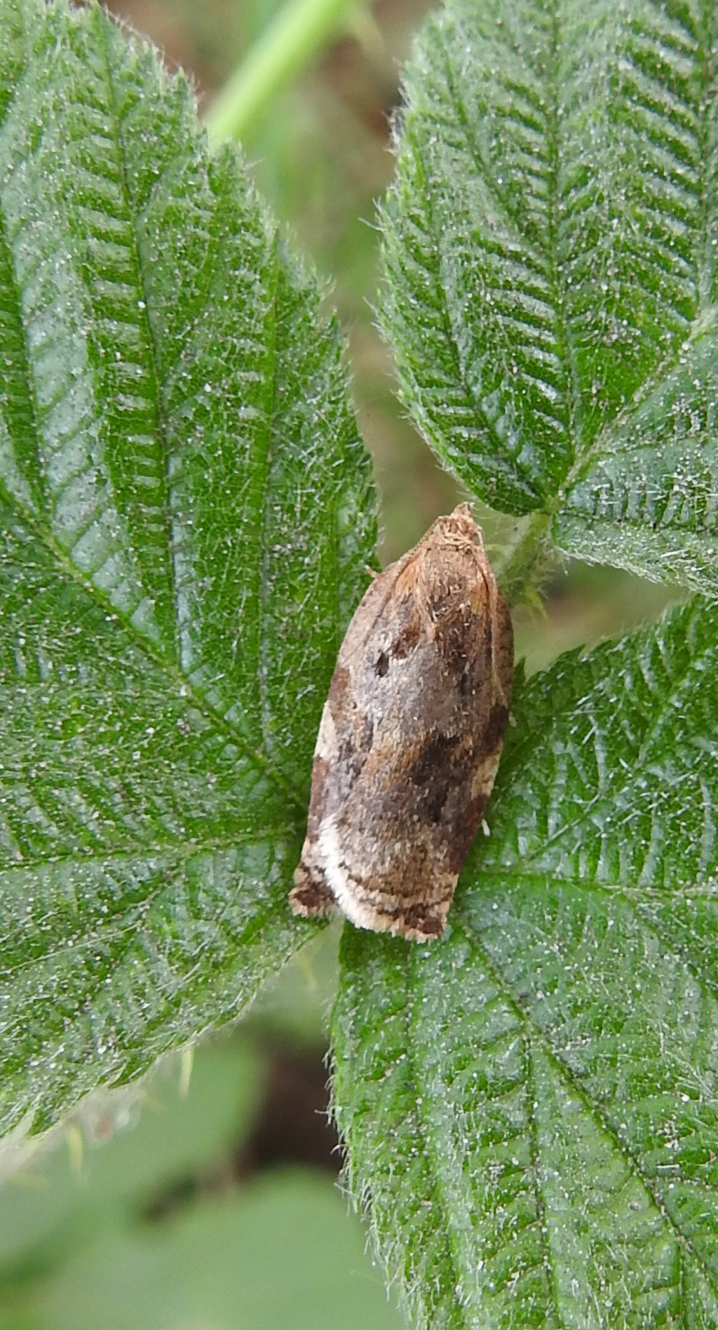 Wie weet welke bladroller dit is?