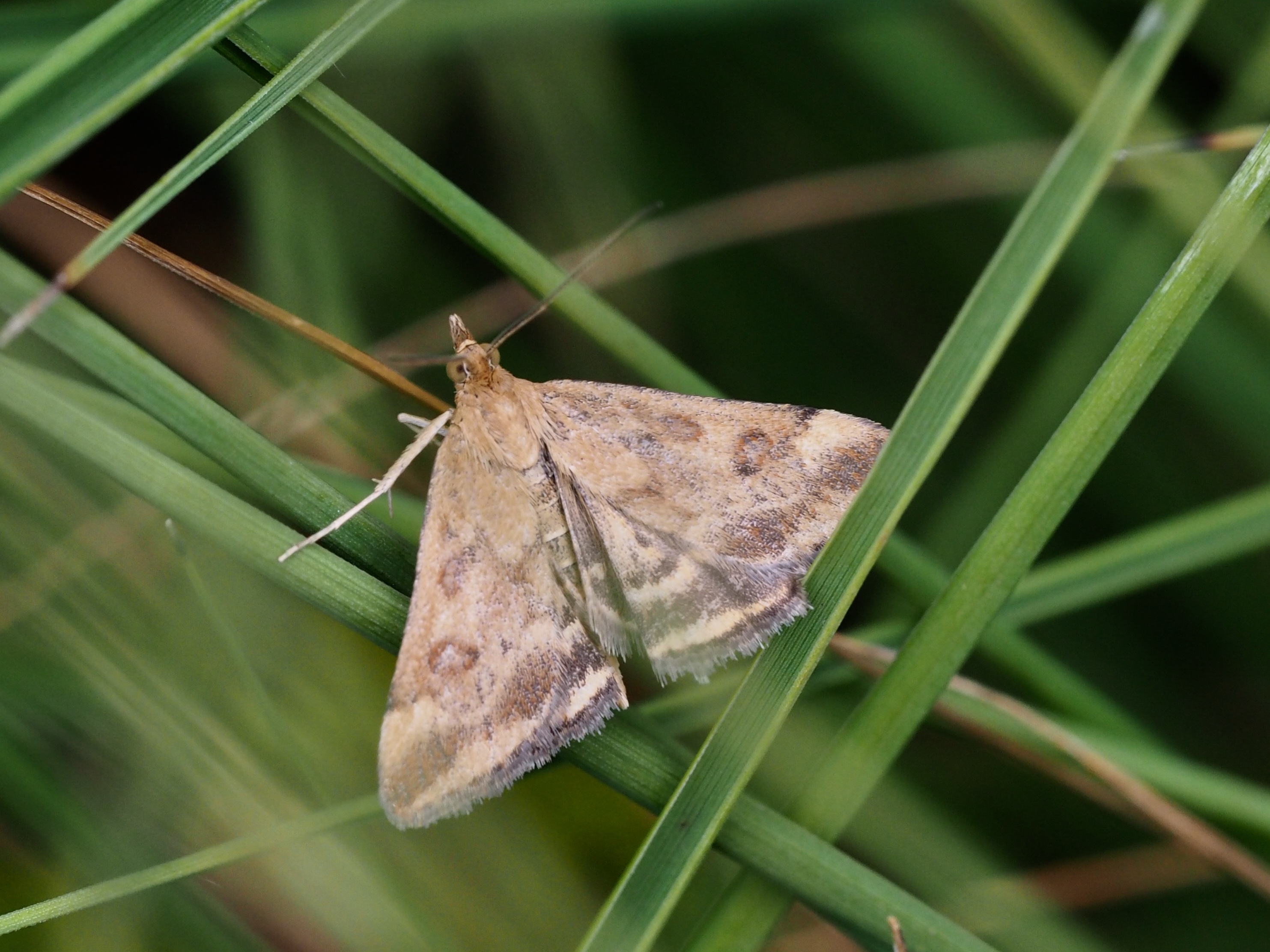 Welk vlindertje is dit?