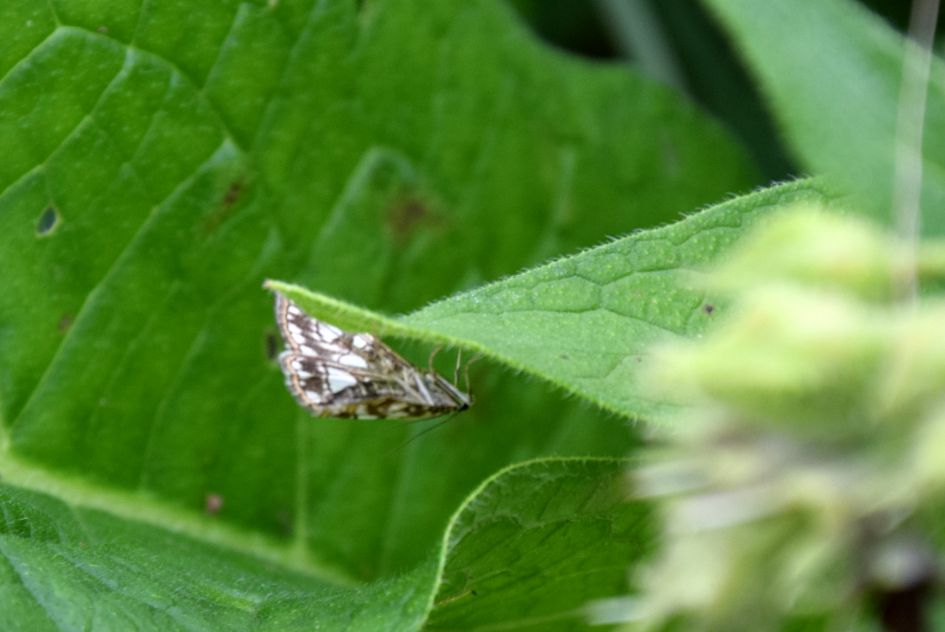 welk nachtvlindertje?