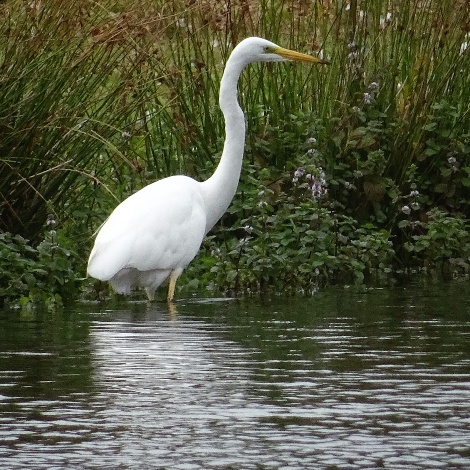 Welke zilverreiger is dit?