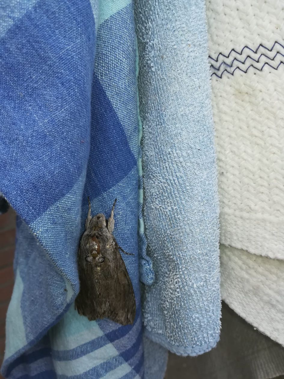 Welke soort nachtvlinder is dit?