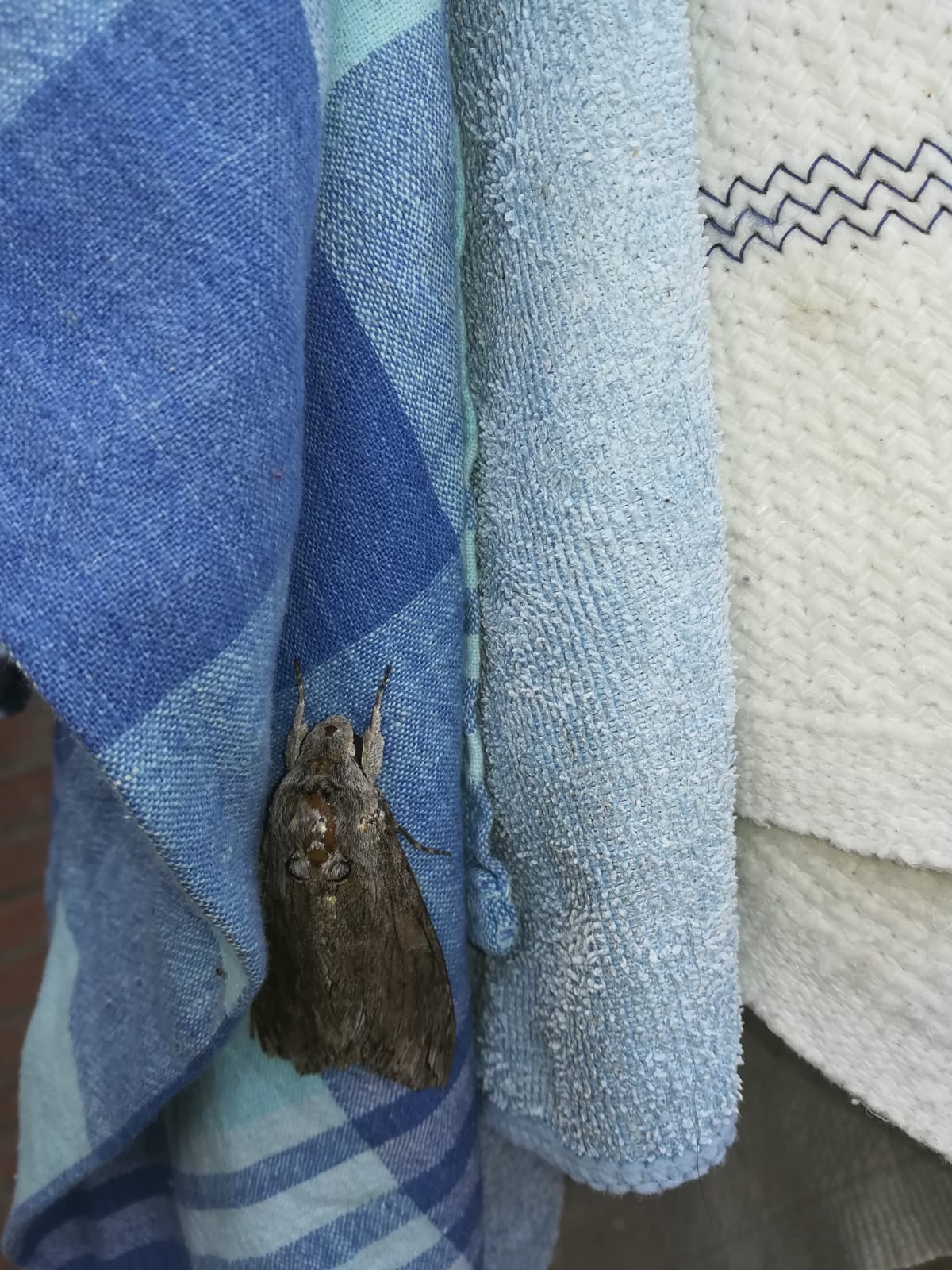 Welke soort nachtvlinder is dit?