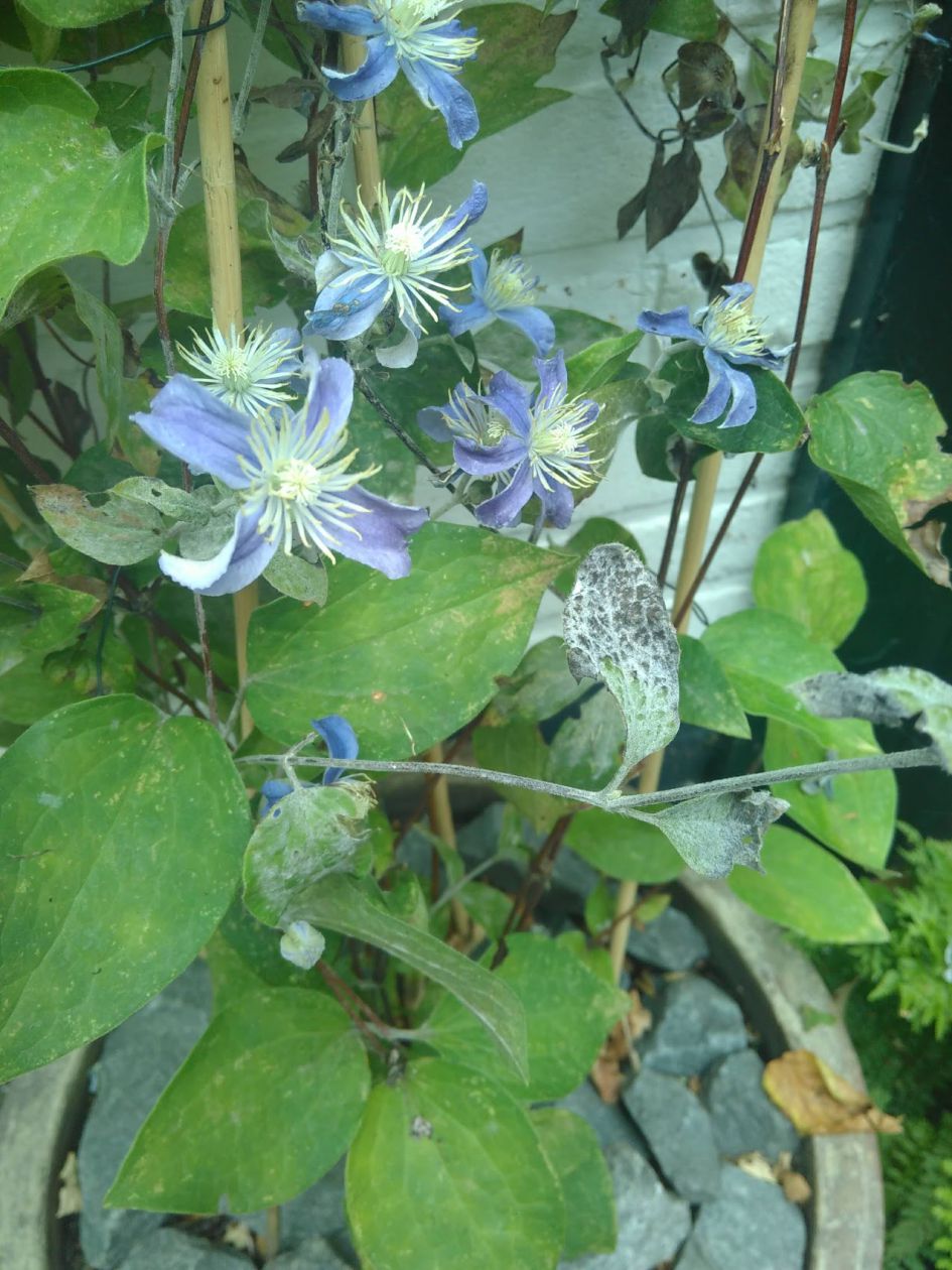 Wat mankeert mijn Clematis?