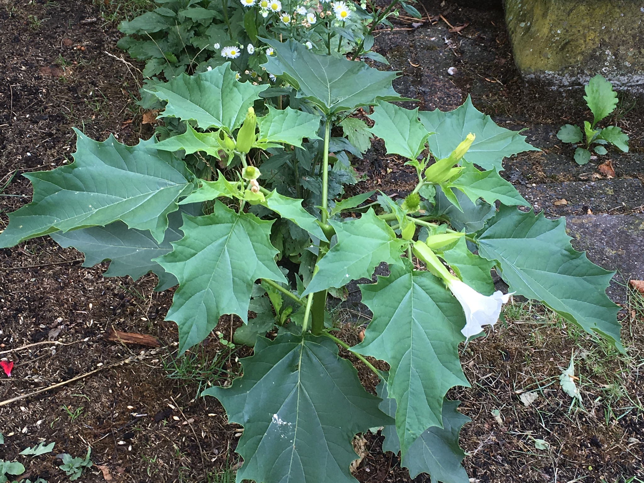 Welke plant/bloem is dit?