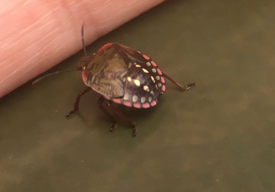 Welke Wants is dit ??