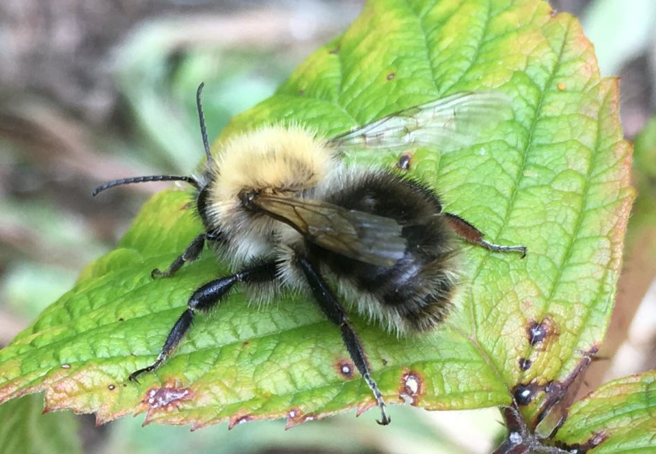 Wie helpen bij het bestuiven van onze frambozen?