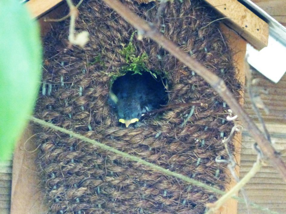 Jonge winterkoninkjes