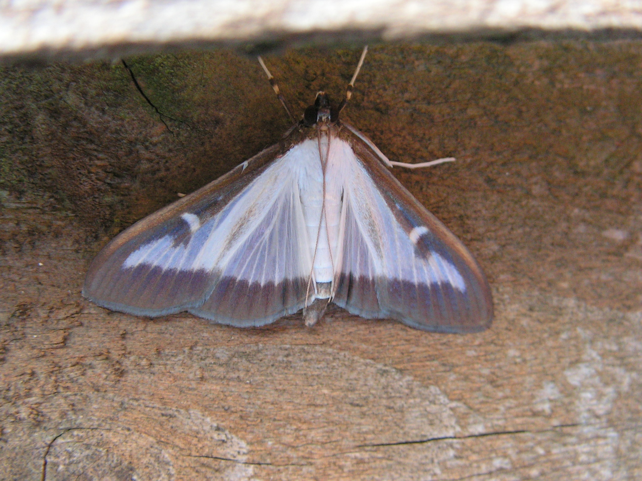 welk insect is dit ?