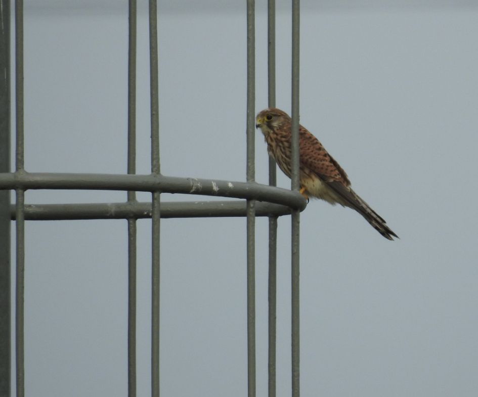 Is dit een Torenvalk?