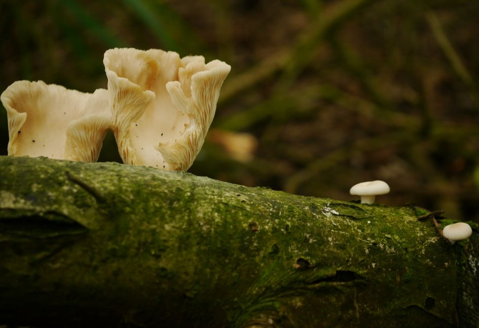 Welke zwam of paddenstoel is dit?