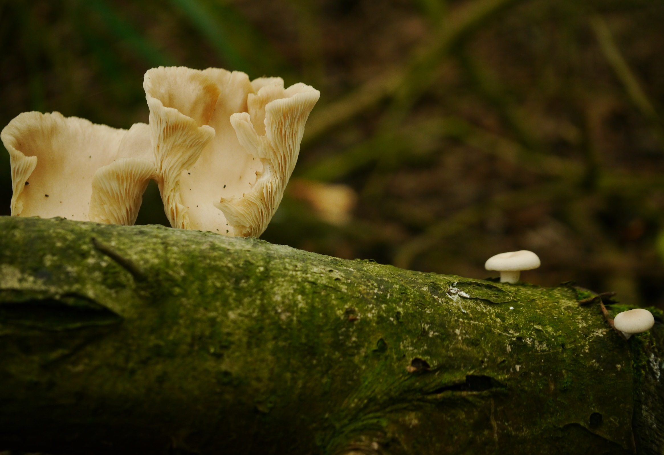 Welke zwam of paddenstoel is dit?