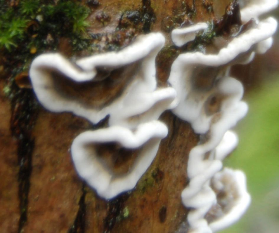 Welke zou dit kunnen zijn? vraag 1