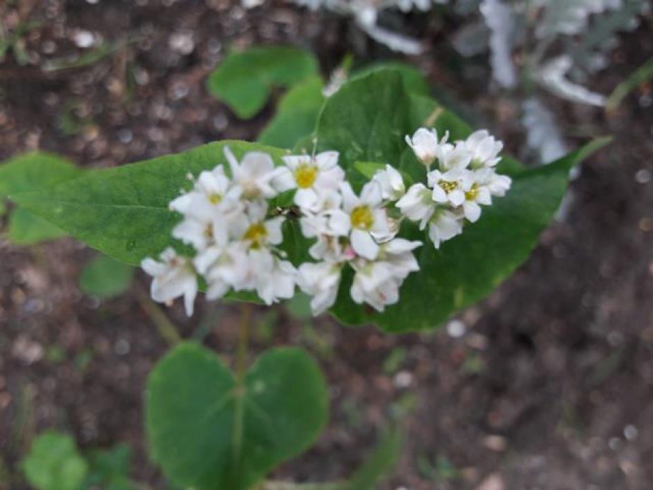 witte bloempjes met geel hartje