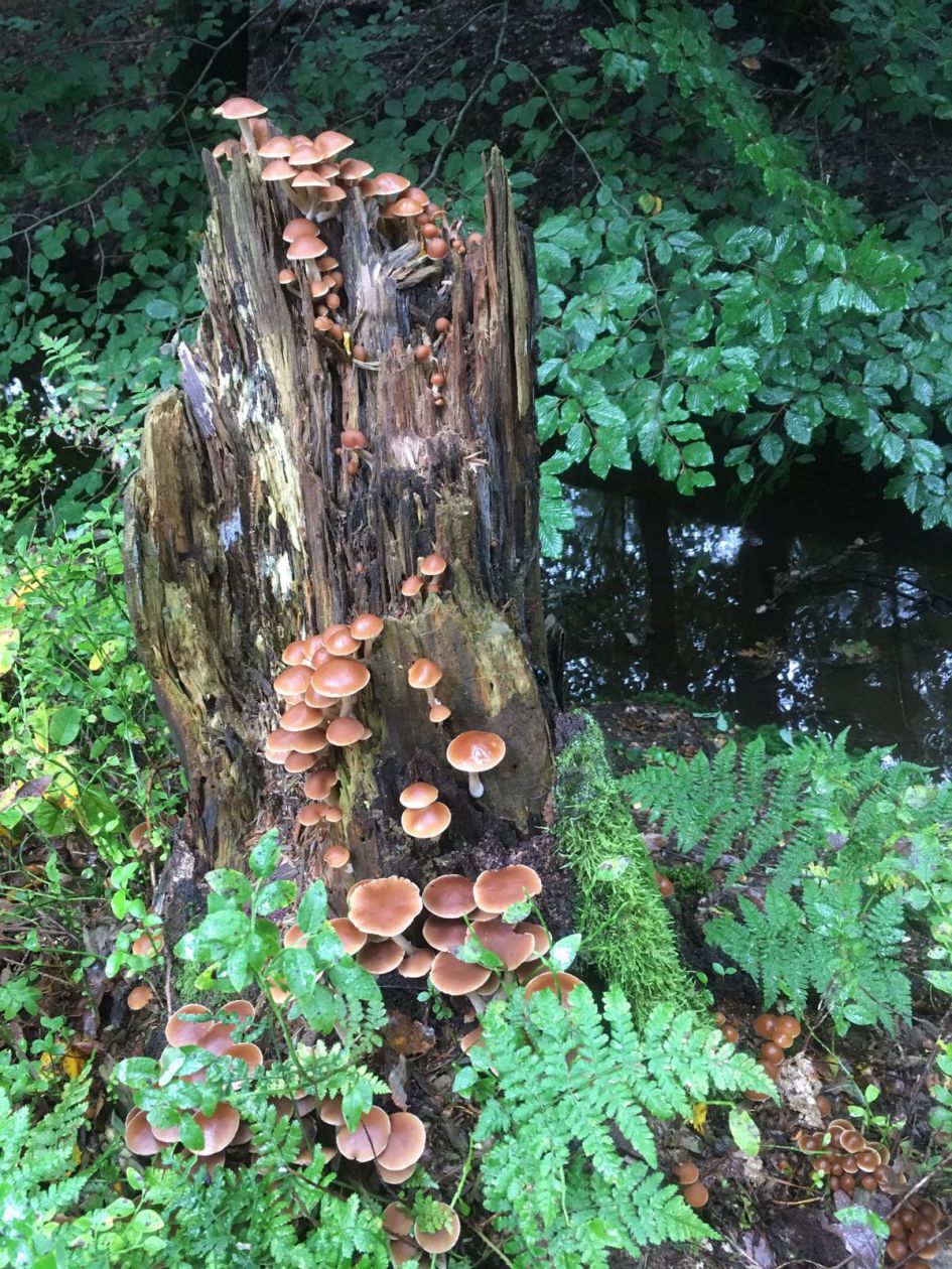 Heten deze stobbezwammetjes ook echt Stobbezwammetjes?