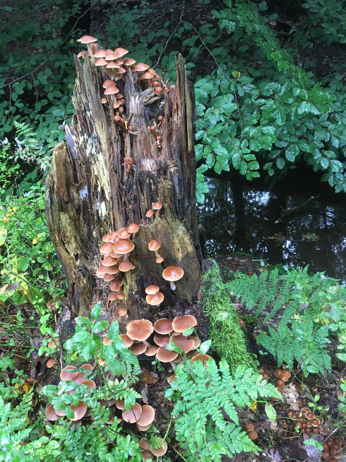 Heten deze stobbezwammetjes ook echt Stobbezwammetjes?