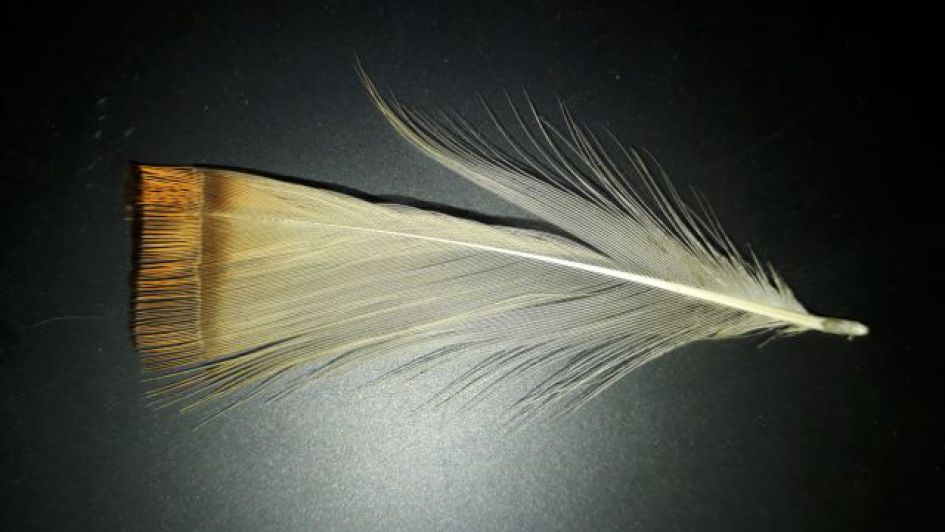 Van welke vogel is deze veer?