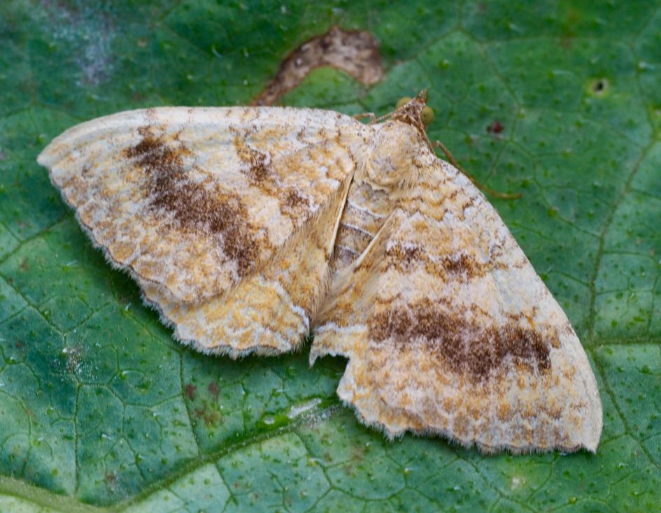 Welke nachtvlinder is dit