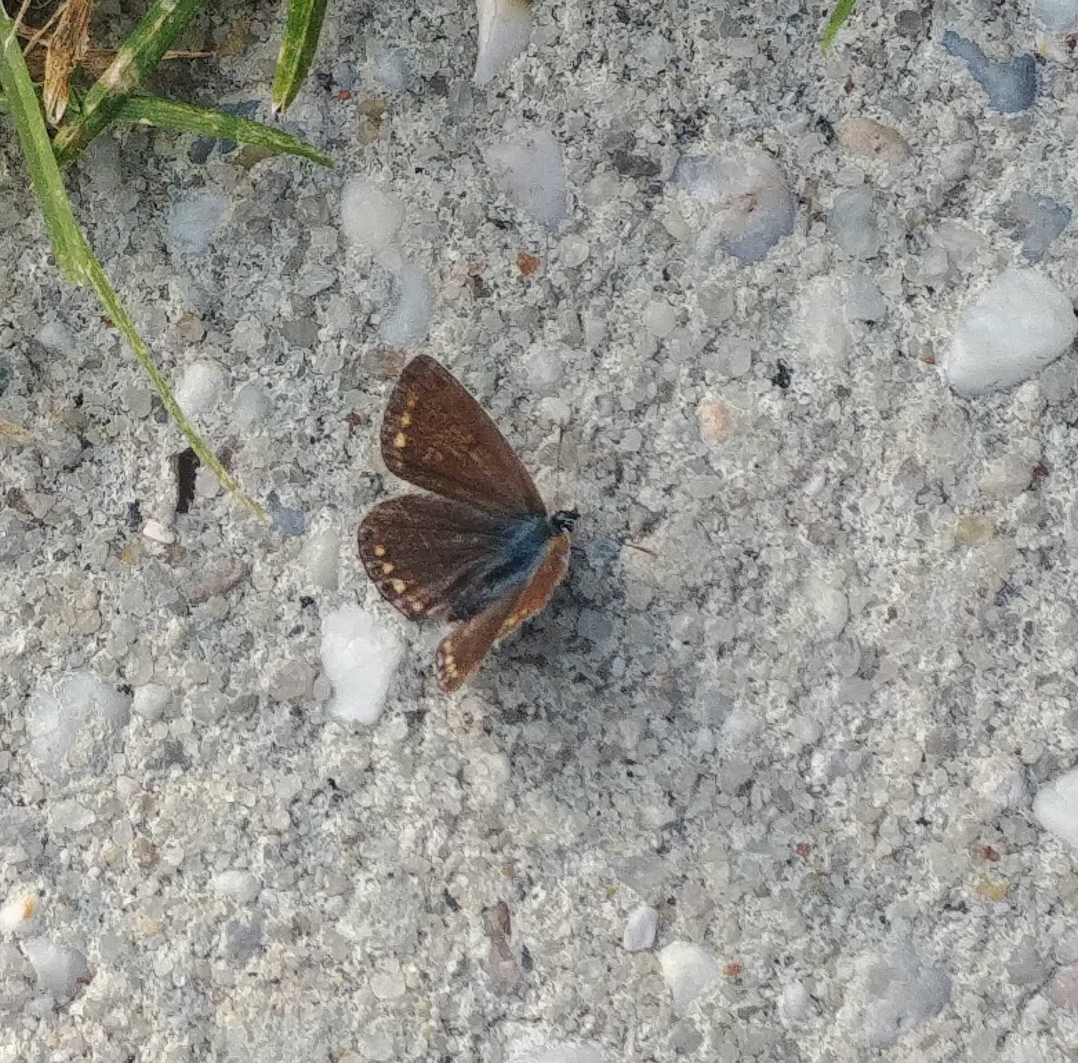 wie weet wat voor vlinder dit is?