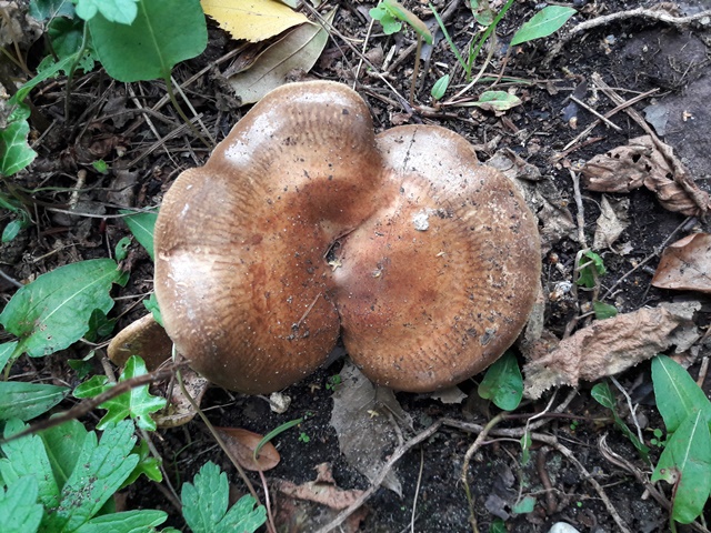 Paddestoel