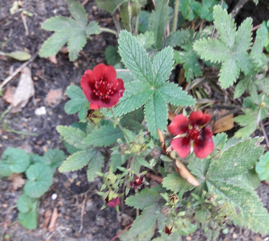 donkerrode bloemetjes