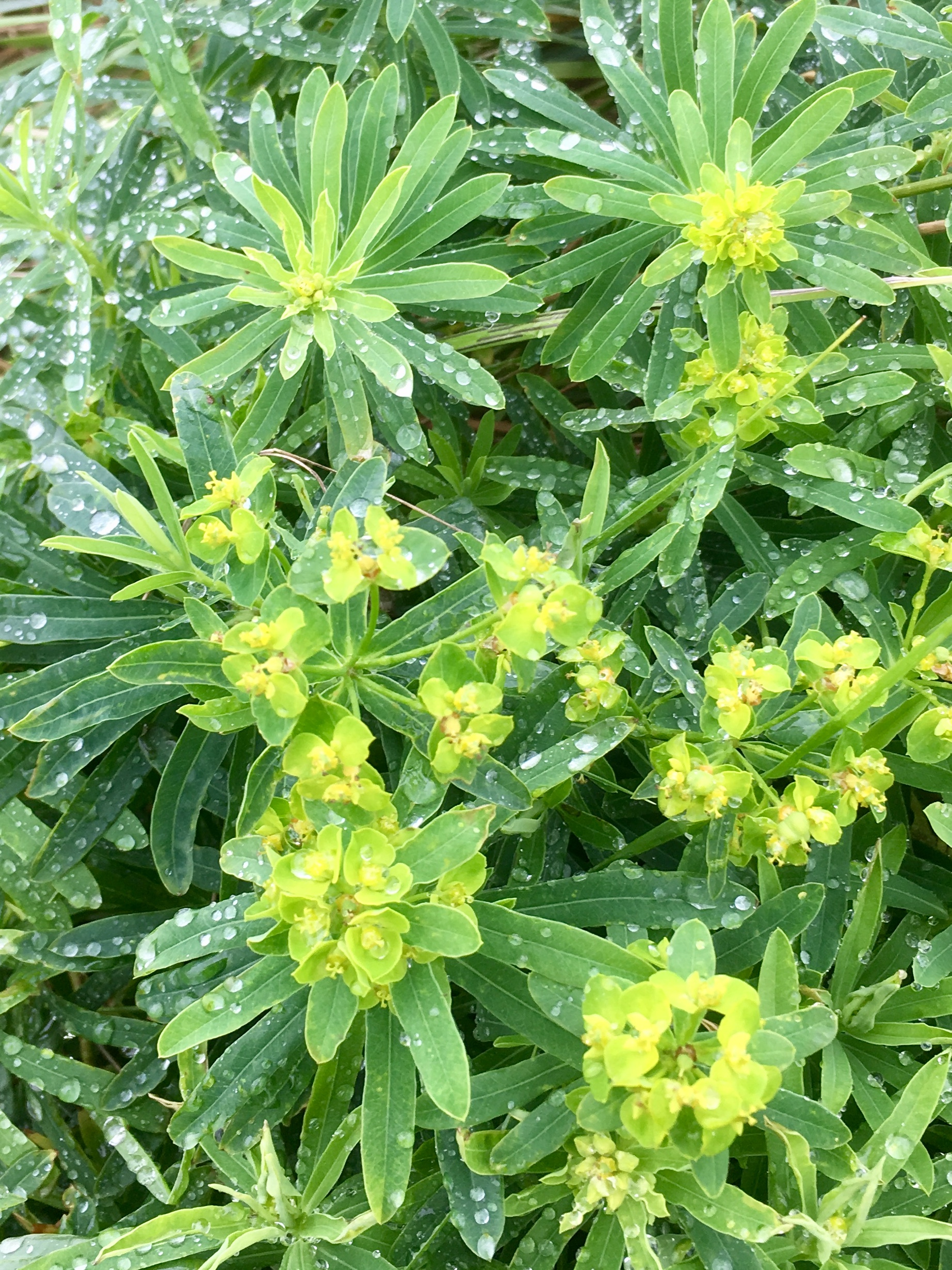 Welke soort Wolfsmelk/Euphorbia zou dit kunnen zijn?