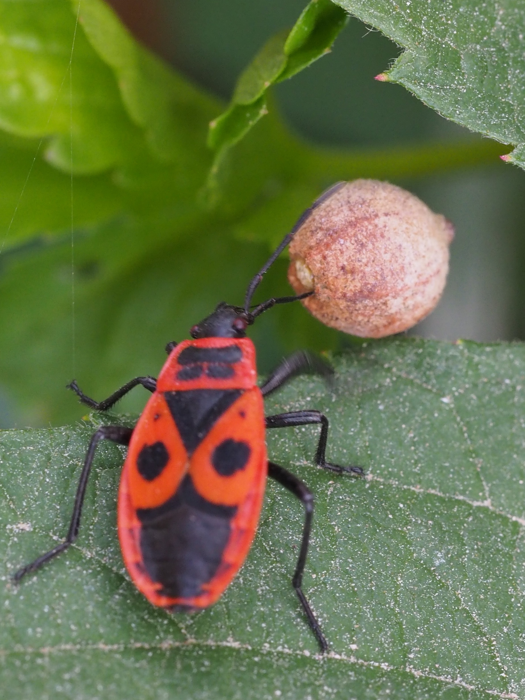 Wat rolt deze vuurwants voort?