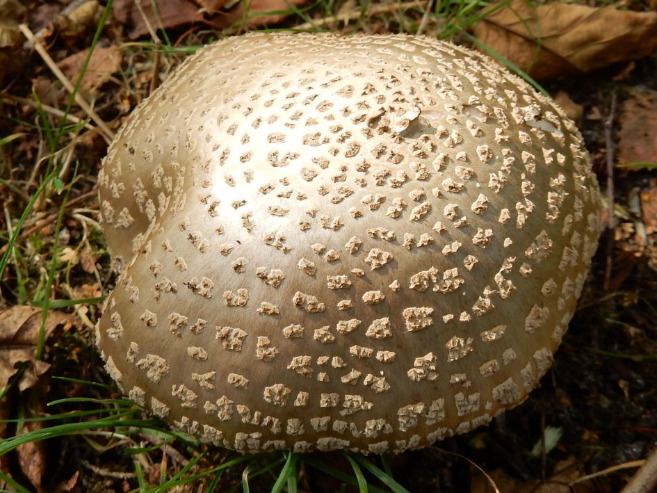 Welke amaniet zou dit zijn?