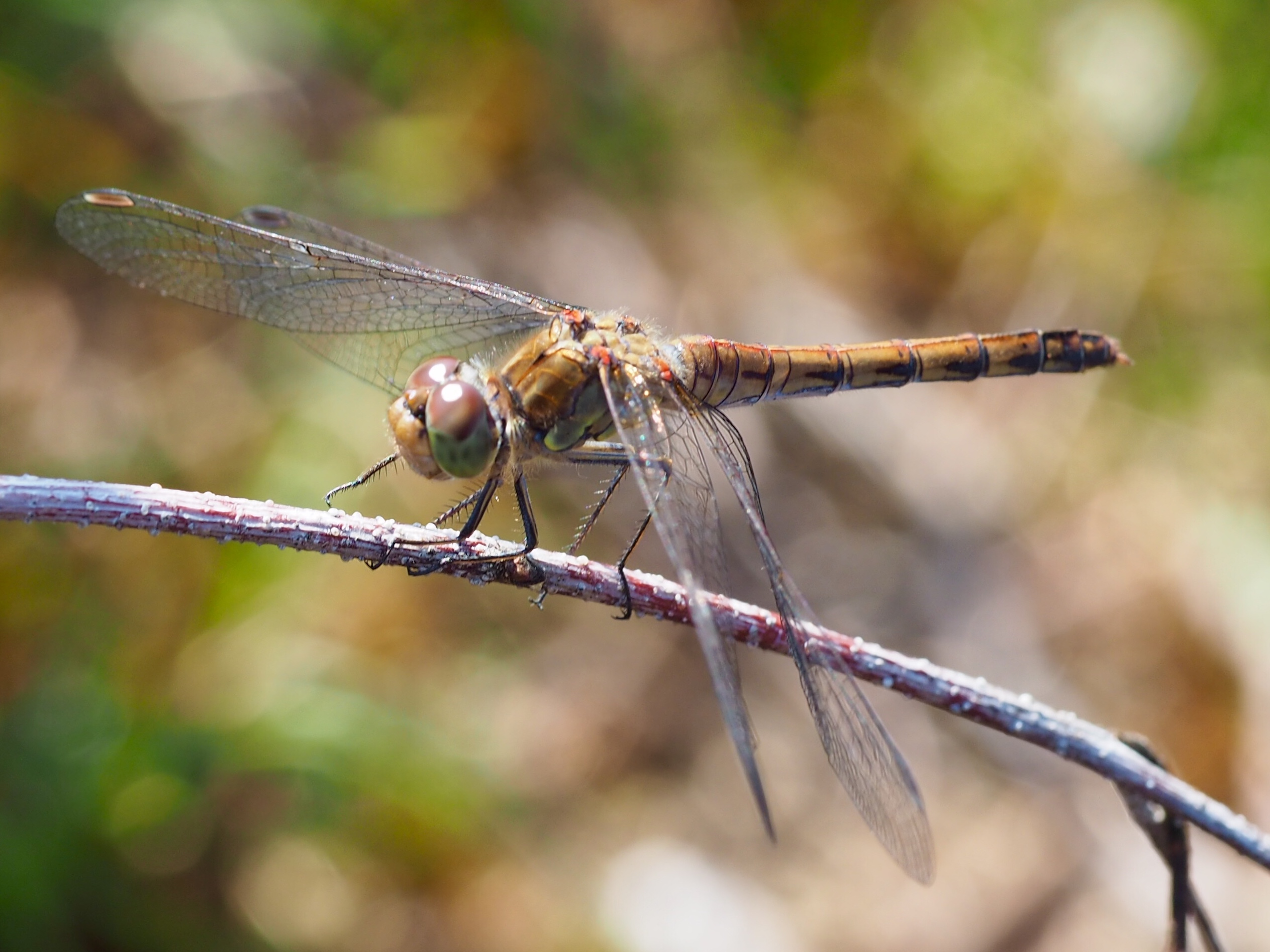 Zuidelijke heidelibel??