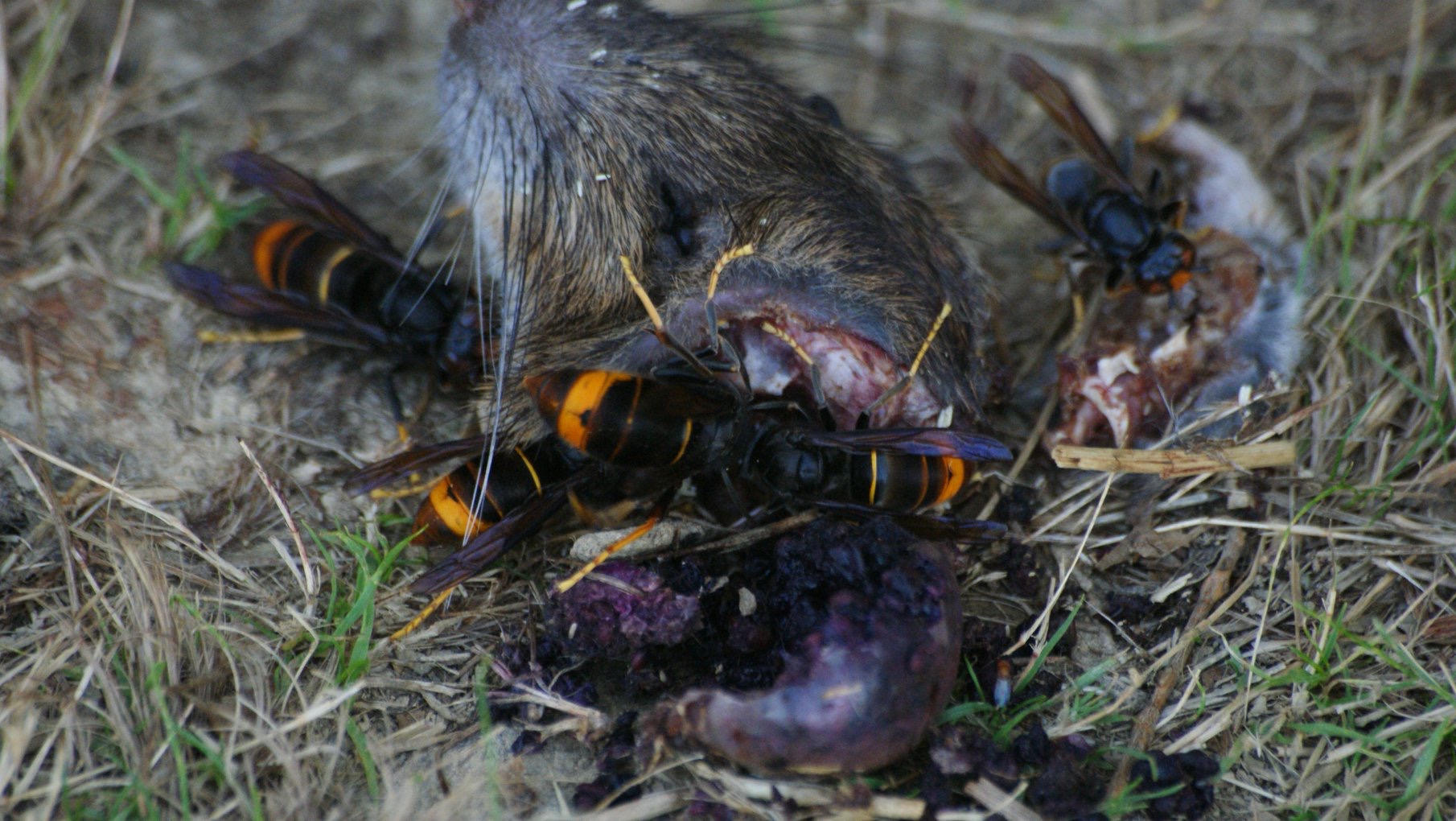 Vleesetende wespen?