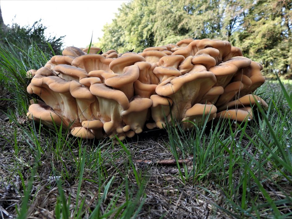 Is dit de gewone oesterzwam of toch niet?