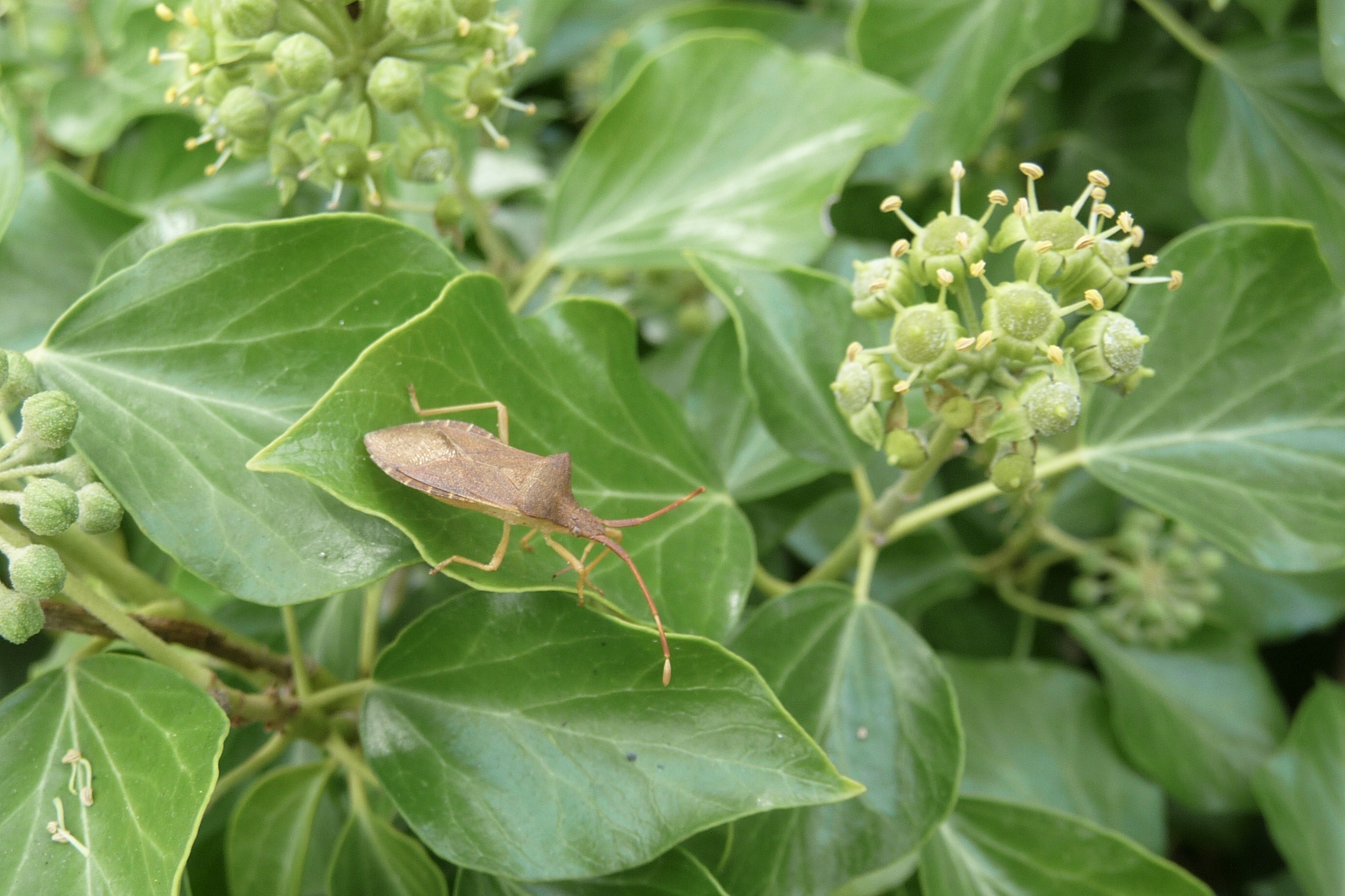 Kent iemand de naam van deze wants?