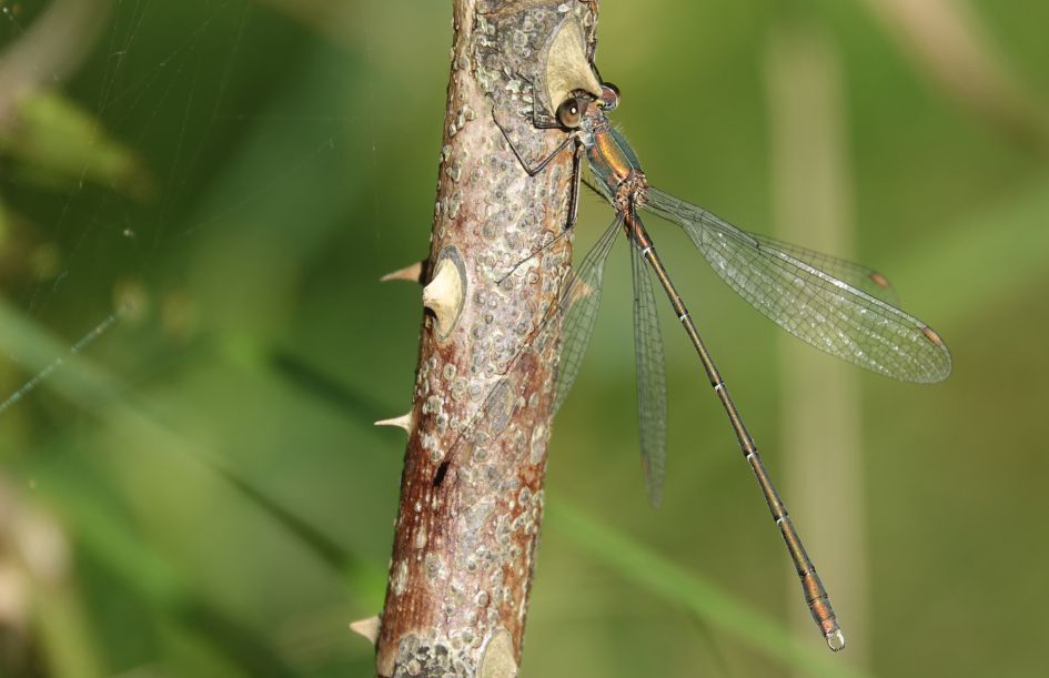 welke libelle is dit?