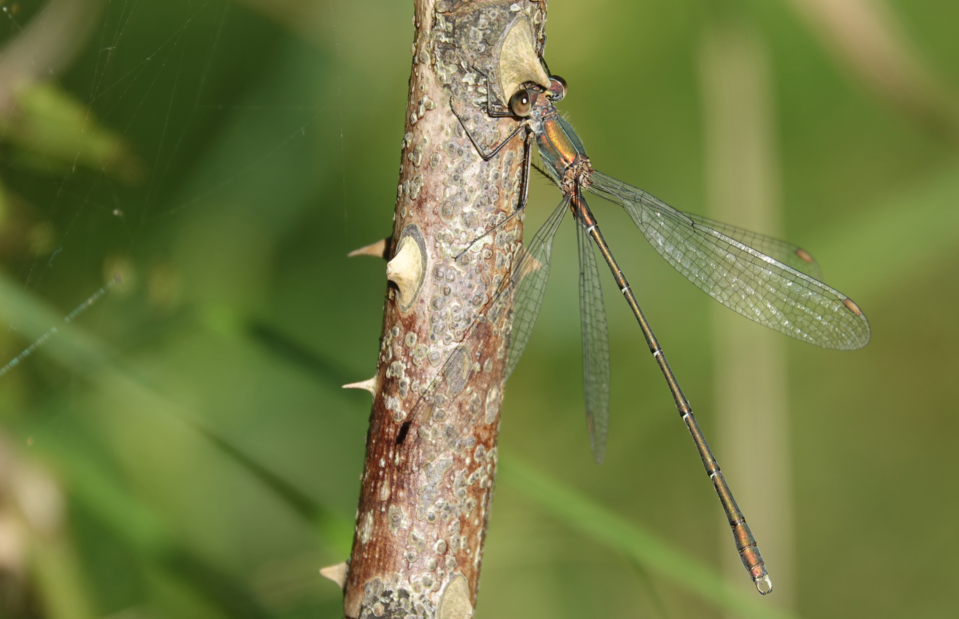 welke libelle is dit?