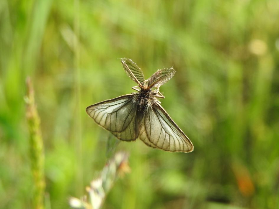 Hoe weet ik of het een micro nachtvlinder is of niet?