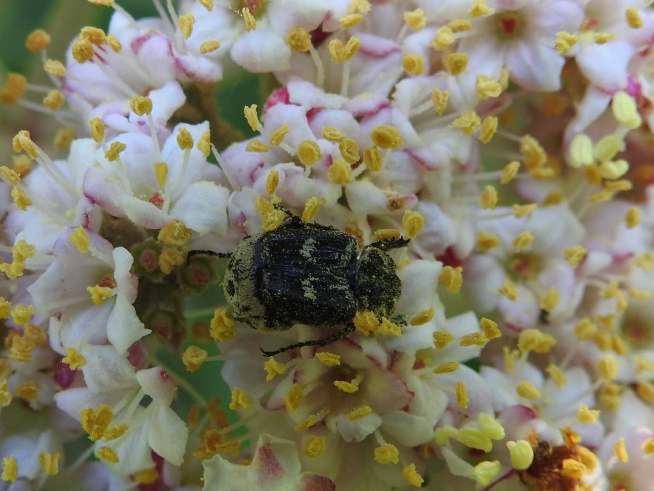 Wie zit hier helemaal onder het stuifmeel?