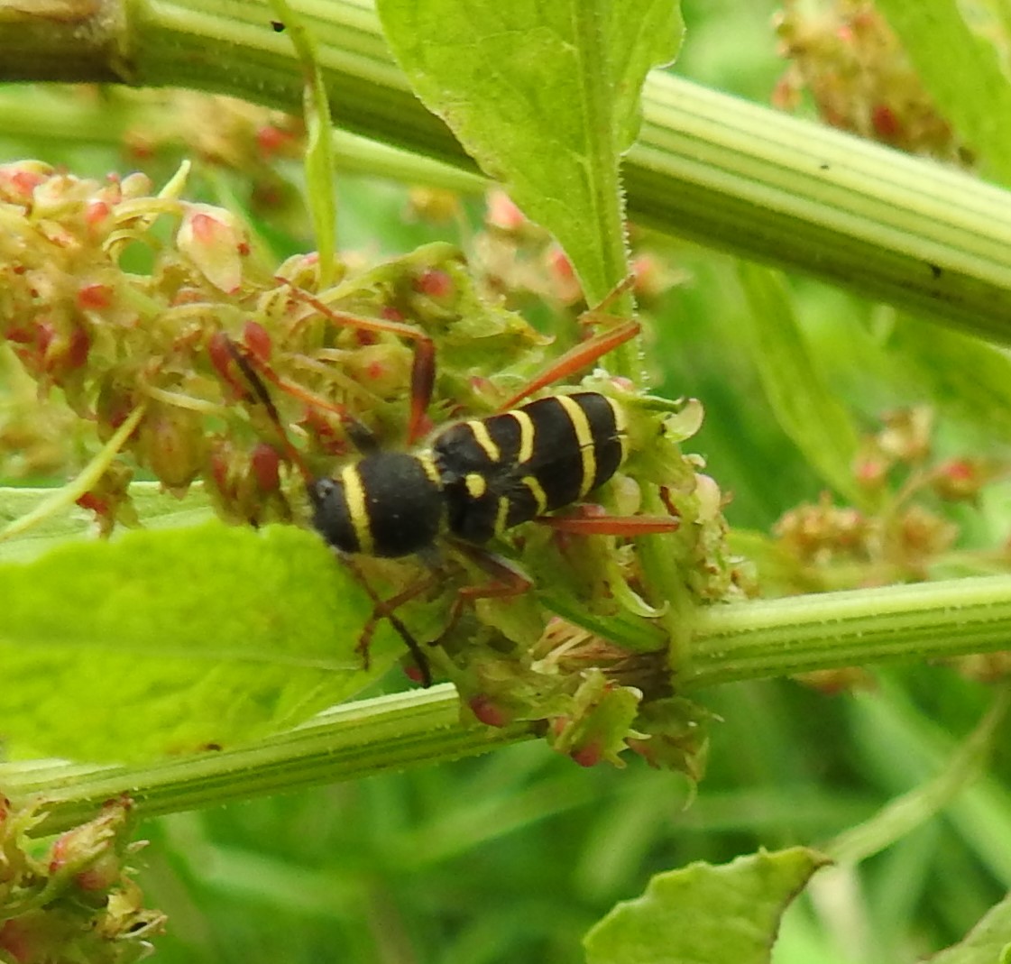 Tot weke orde hoort dit insect?