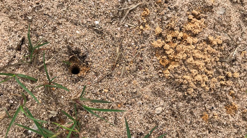 Welk dier maakt dit?