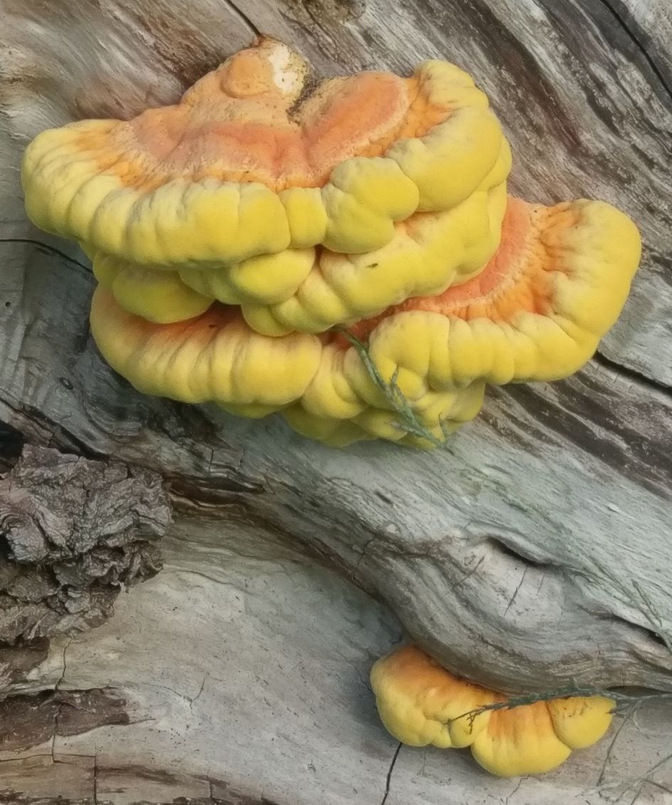 Welke paddenstoel is dit?