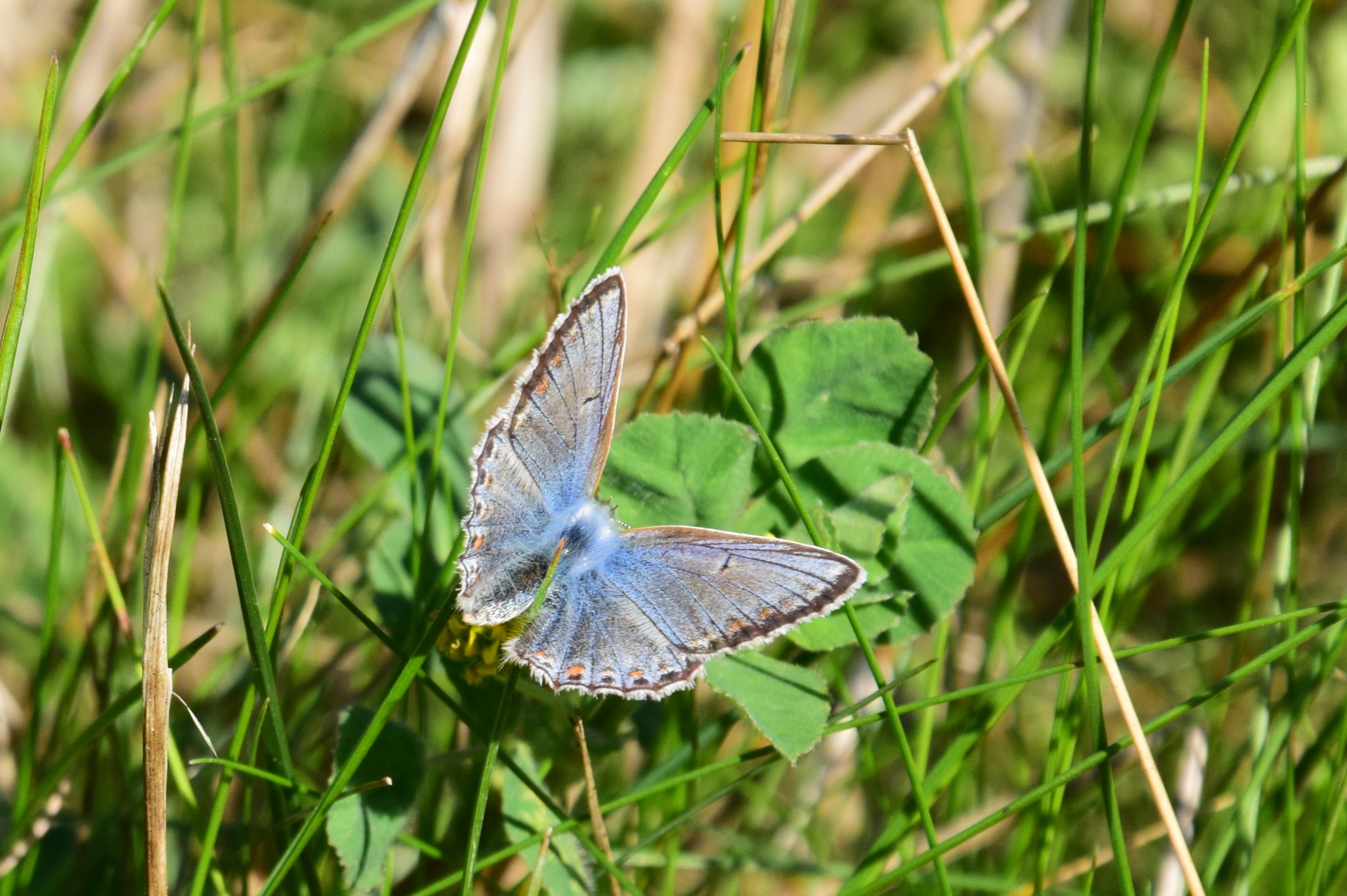 Icarus- of een ander blauwtje?