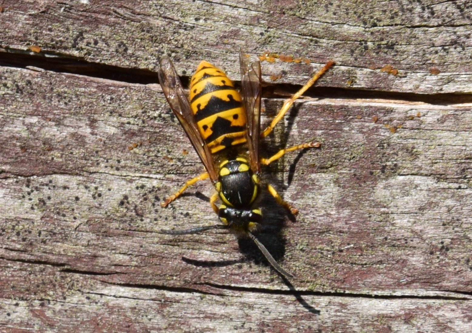 Bij, wesp of iets anders