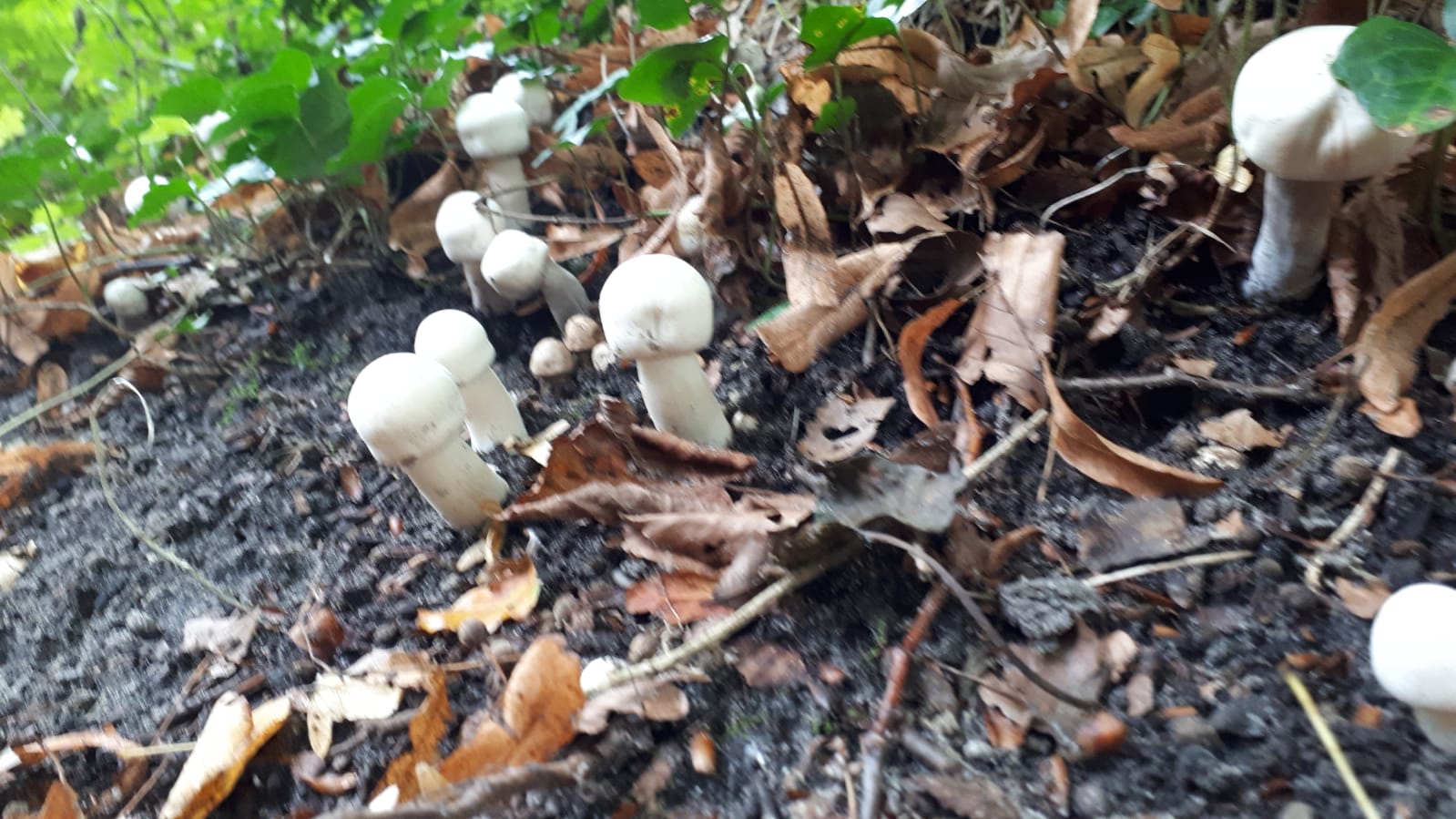 welke paddestoelen zijn dit?