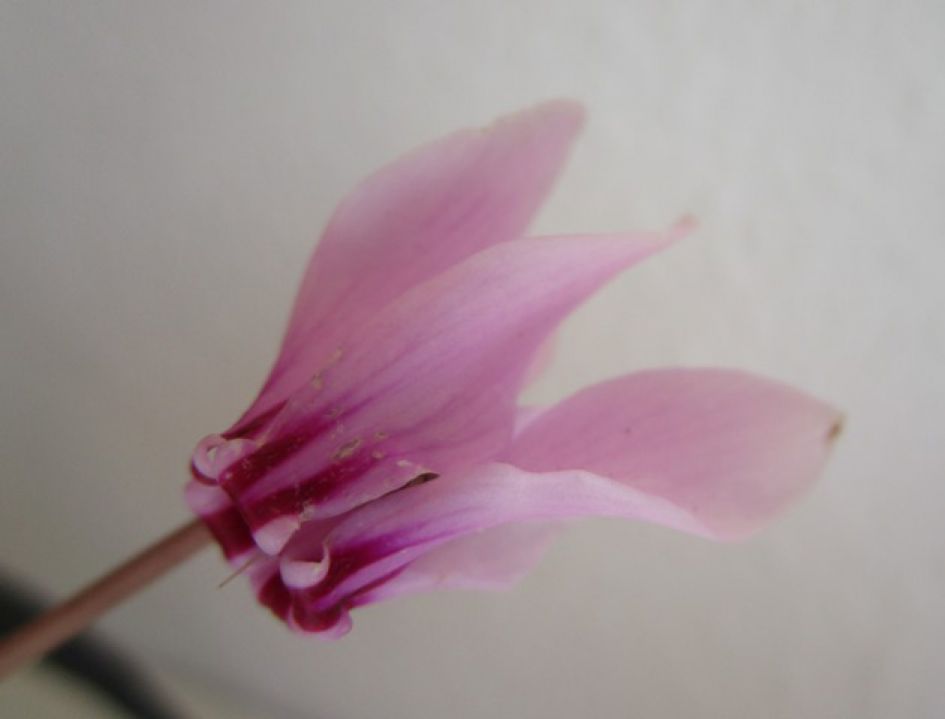 teer roze bloemetjes met kaal steeltje