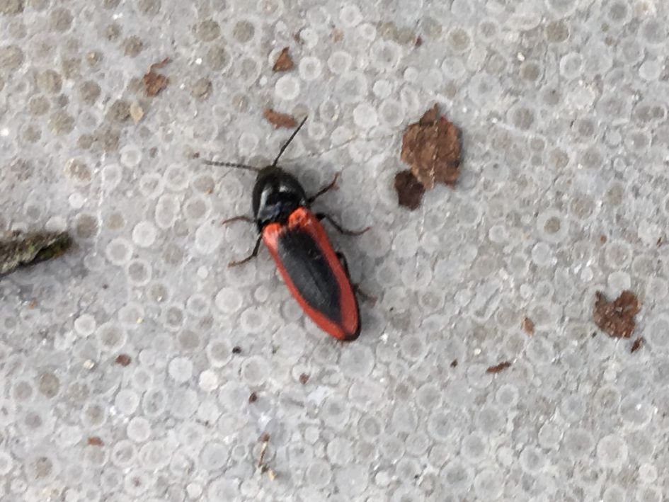 Wie weet wat dit is?