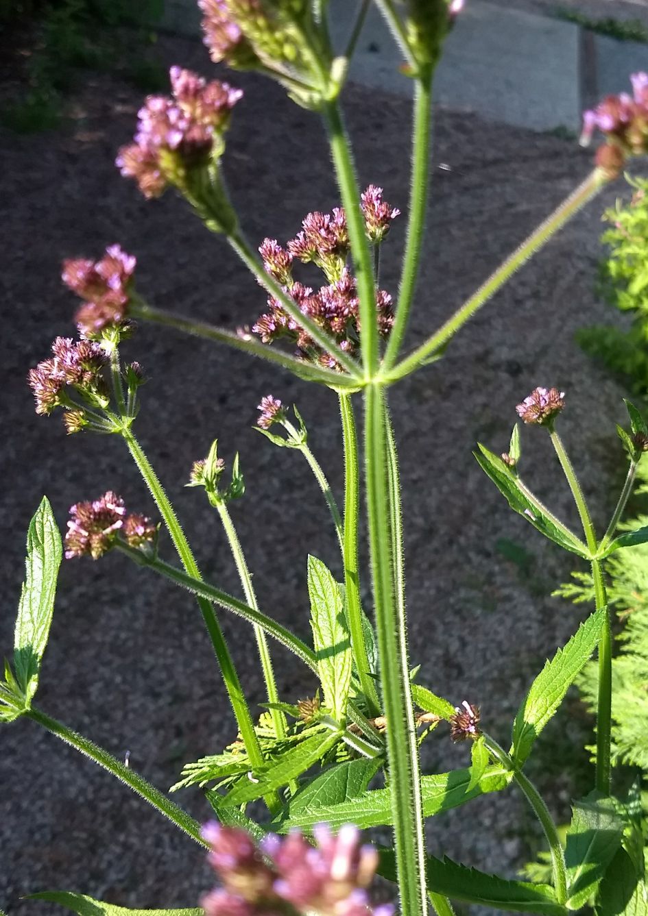 verbena..