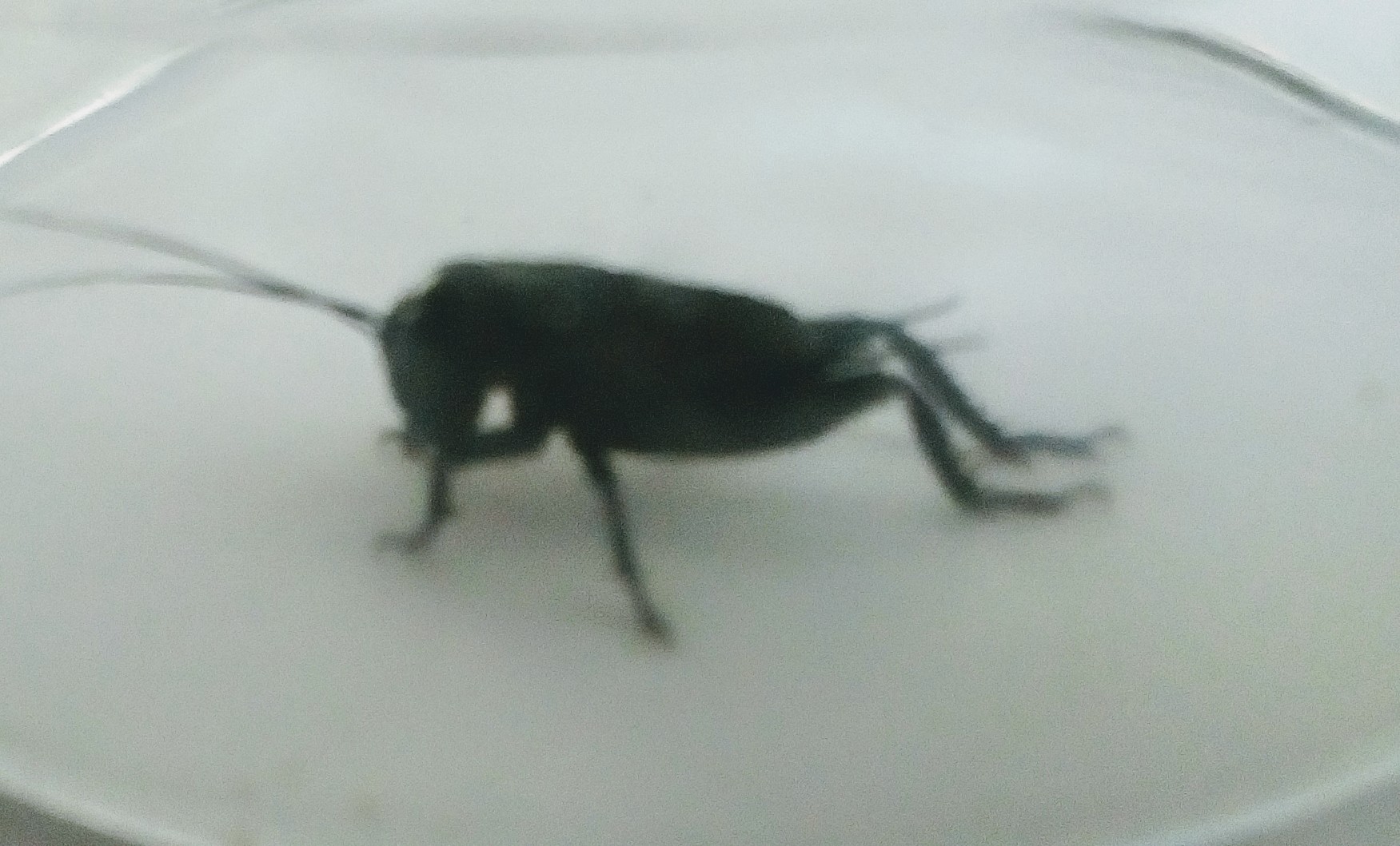 Welke kever/tot is dit?