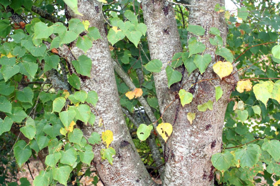 Boom voor insektenkolonies?