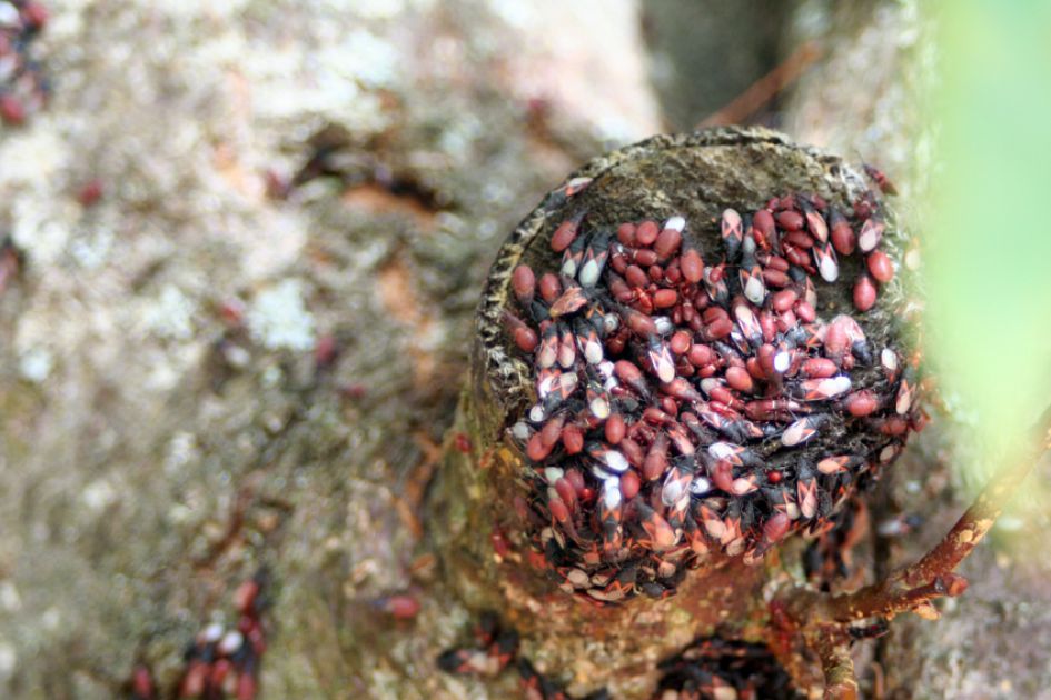 Kolonie van vuurwantsen?