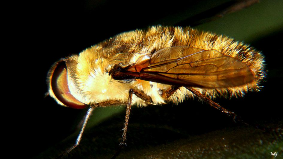 Is dit een Wolzwever ?